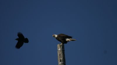 Begegnung zwischen Krähe und Weißkopfseeadler ...