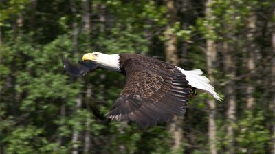 Das Wappentier der USA ist der Weißkopf-Seeadler. Wir werden einige von Ihnen unterwegs sehen.