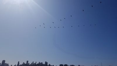 Pelikane über der großen Stadt - sie werden uns entlang der Küste immer wieder begleiten