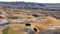 Die ersten Bisons stehen dekorativ in der Pampa. Im Yellowstone Park werden wir ihnen herdenweise begegnen.