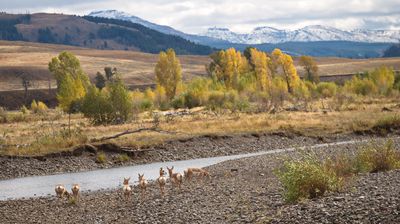 Eine kleine Herde Gabelantilopen (Pronghorns) versammelt sich am Fluss