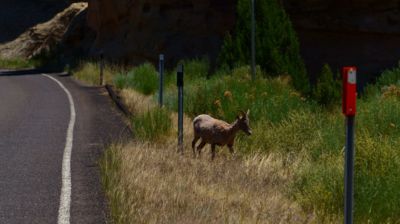 Auf dem Weg nach Moab kommen wir an ein paar Bergziegen vorbei.