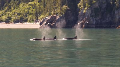 Eine Gruppe Orcas schwimmt vorbei