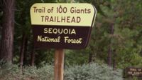 Wir haben den Sequoia National Forest erreicht