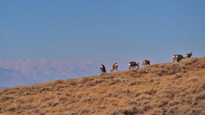 Sogar eine Herde von Maultierhirschen kann man hier oben antreffen; im Hintergrund die Sierra Nevada mit Mt Whitney (links) in 115 km Entfernung