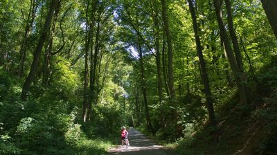 'Dschungel' auf der Niederbergbahntrasse