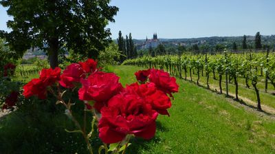 Blick aus der Ferne auf die Albrechtsburg in Meissen ...