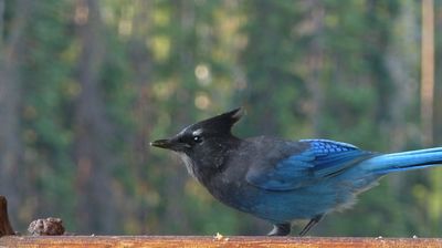 ... und ein Stellars Jay turnt übers Geländer ...