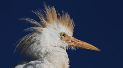 ... das Vogelschutzgebiet ist ...