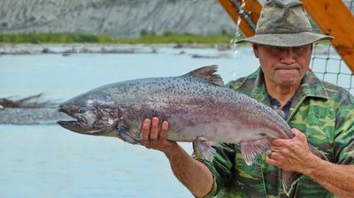 Wir haben Glück, es war ein dicker Lachs im Netz