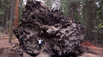 So sieht ein Giant Sequoia von unten aus